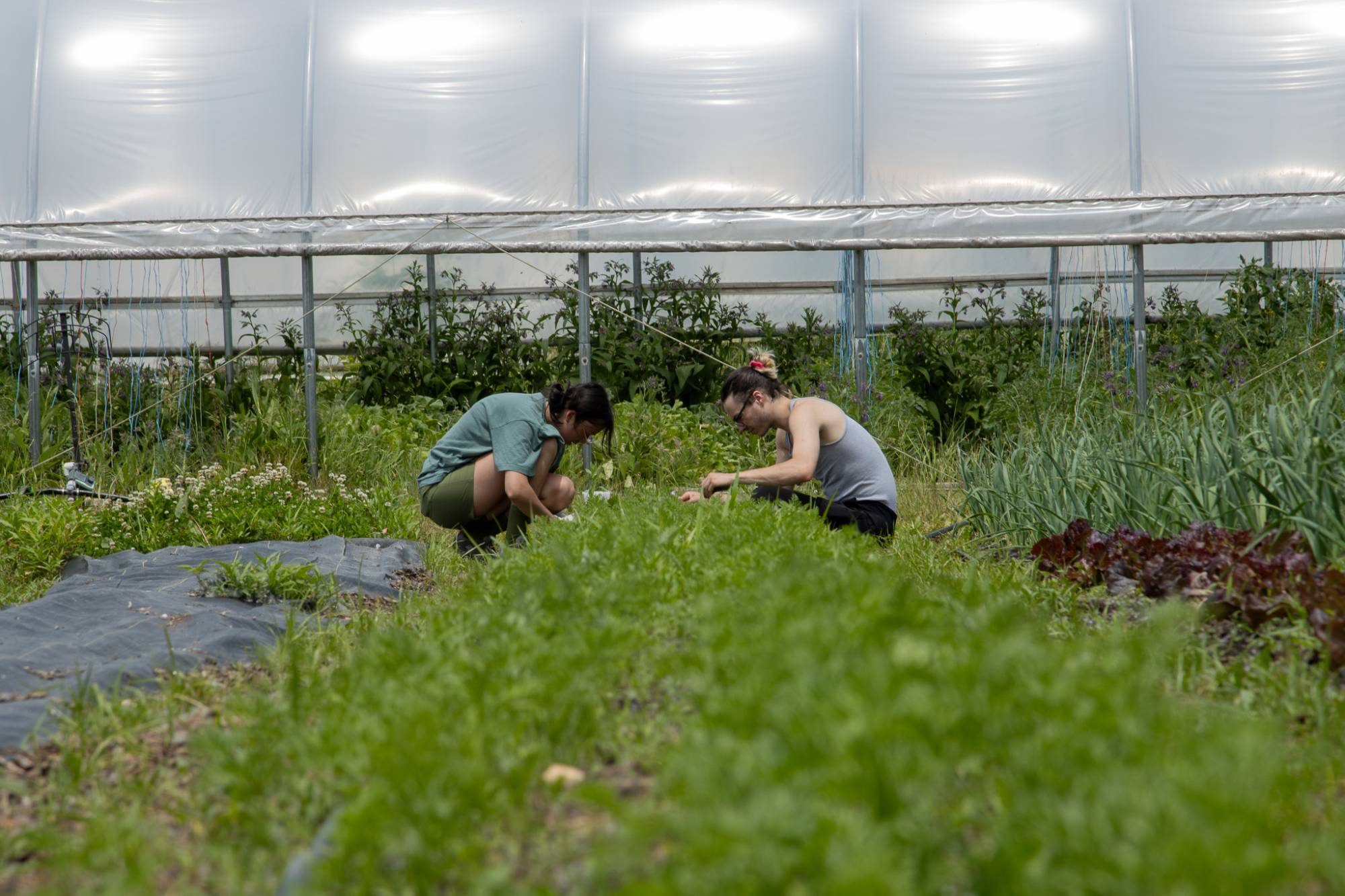 Interns weeding carrots.